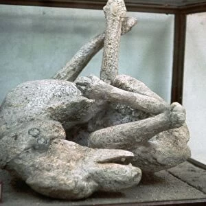 Cast of a chained dog from Pompeii, 1st century