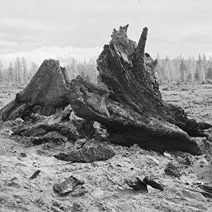 Cedar stump pile which is being burned off in field, Boundary County, Idaho, 1939. Creator: Dorothea Lange