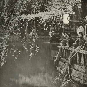 Cherry-Blossom Time in Japan, 1910. Creator: Herbert Ponting