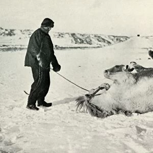 Cherry-Garrard Giving His Pony Michael A Roll in the Snow, c1911, (1913)