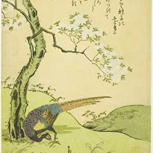 Cherry Tree and Pheasant, Japan, 1765. Creator: Komatsuya Hyakki