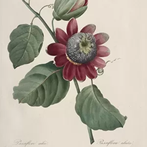 Choix des plus belles fleurs... plus beaux fruits: Passiflore ailee, 1827. Creator
