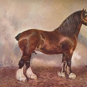 Clydedale stallion Prince of Albion, c1900 (c1910). Artist: Frank Babbage