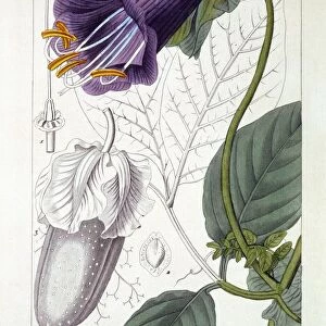 Cobaea scandens, pub. 1836. Creator: Panacre Bessa (1772-1846)