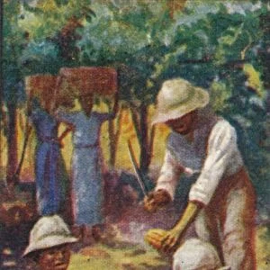 Cocoa, 2. - Opening the Pods, Trinidad, 1928
