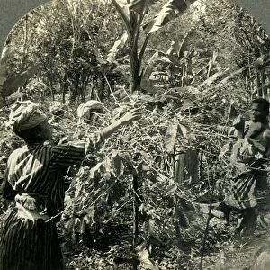 Coffee Pickers at Work, Plantation Scene in Guadeloupe, French West Indies, c1930s