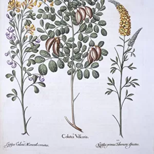 Colutea Tree and Cytisus Varieties, from Hortus Eystettensis, by Basil Besler (1561-1629), pub