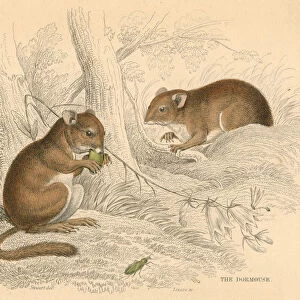 Common dormouse (Muscardinus arvellanarius), hibernating rodent, 1828