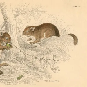 Common dormouse (Muscardinus arvellanarius), hibernating rodent, 1828