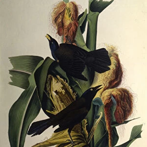 The common grackle. From The Birds of America, 1827-1838. Creator: Audubon