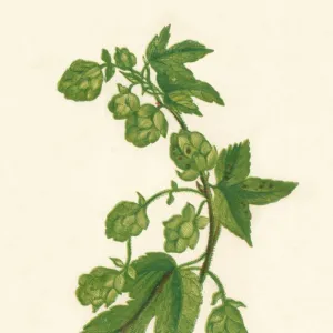 Common Hop, c1891, (1891). Artist: Anne Pratt