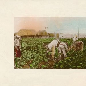 Cosecha de tabaco. - Tabacco Plantation. c1910