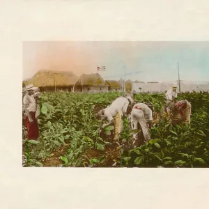 Cosecha de tabaco. - Tabacco Plantation. c1910