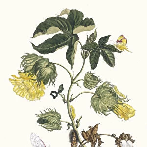 Cotonier. From the Book Metamorphosis insectorum Surinamensium, 1705