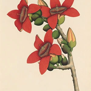 Cotton Tree Flowers, ca. 1800-1805. Creator: Unknown