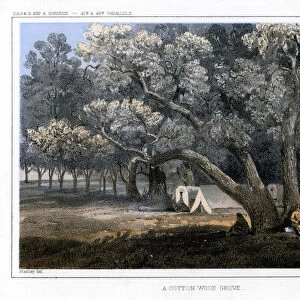 A Cotton Wood Grove, 1856. Artist: John Mix Stanley