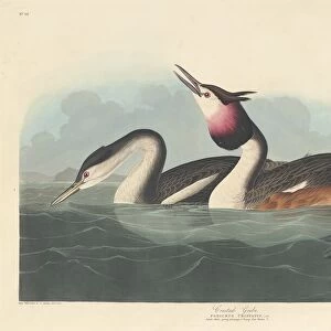 Crested Grebe, 1836. Creator: Robert Havell