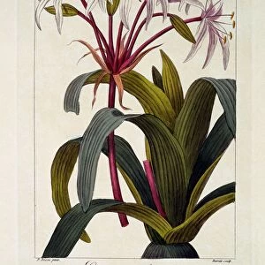 Crinum erubescens, pub. 1836. Creator: Panacre Bessa (1772-1846)