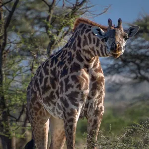 Curious Giraffe. Creator: Viet Chu