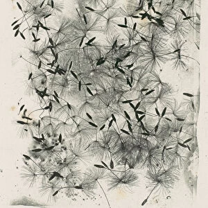 [Dandelion Seeds], 1858 or later. 1858 or later. Creator: William Henry Fox Talbot