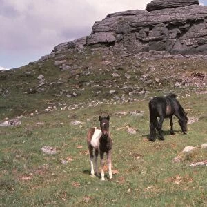 Dartmoor Ponies and Granite Tor, Kestor Rock, Dartmoor, Devon, 20th century. Artist: CM Dixon