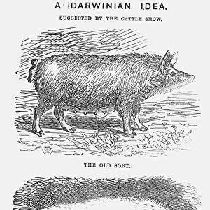 A Darwinian Idea, 1865. Artist: TW Woods
