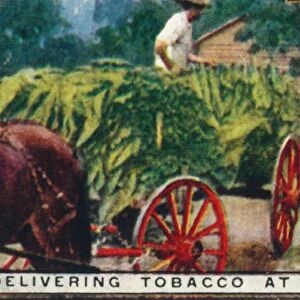 Delivering Tobacco at Curing Barn, 1926