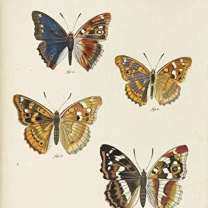Die Schmetterlinge (The butterflies), 1777-1794. Creator: Esper