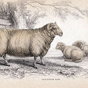 Dishley (New Leicester) Ram, c1840