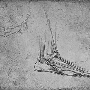 Dissection of a Bears Foot to the Right, c1480 (1945). Artist: Leonardo da Vinci