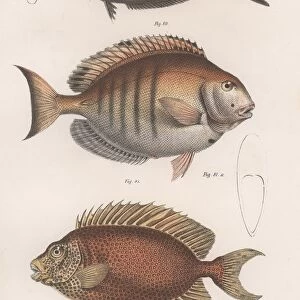 Doctorfish tang, Common snapper, Short-snouted unicornfish