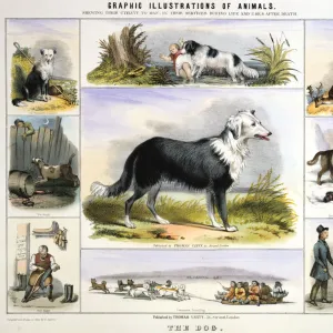 The Dog, c1850. Artist: Benjamin Waterhouse Hawkins