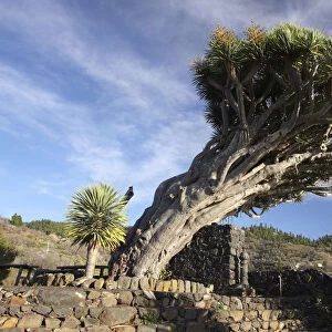 Dragon tree, La Palma, Canary Islands, Spain, 2009