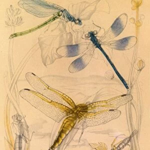 Dragonflies, c1930s, (1945). Creator: Vere Temple