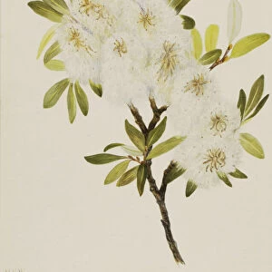 Drummond Willow (Salix drummondiana), 1921. Creator: Mary Vaux Walcott