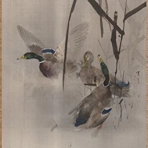Ducks in the Rushes, ca. 1887. Creator: Watanabe Seitei
