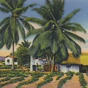 East Indian Huts, Trinidad, B. W. I. c1940s. Creator: Unknown