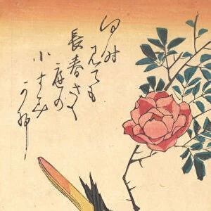 Eastern Grey Wagtail and Rose, early 1830s. early 1830s. Creator: Ando Hiroshige