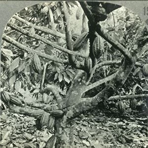 The Eccentric Growth of Cocoa Pods, Dominica, British West Indies, c1930s. Creator: Unknown