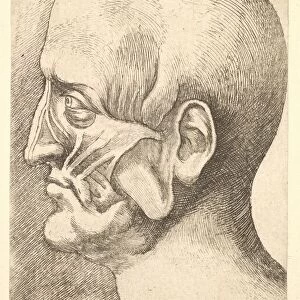 Ecorche head of a man in profile to left, 1660. Creator: Wenceslaus Hollar