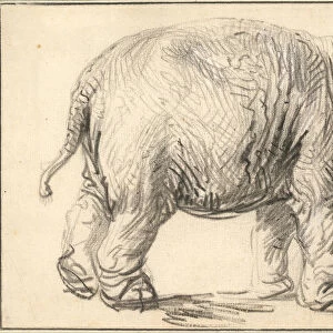 An Elephant, 1637. Artist: Rembrandt van Rhijn (1606-1669)
