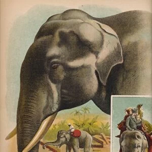 The Elephant, c1900. Artist: Helena J. Maguire