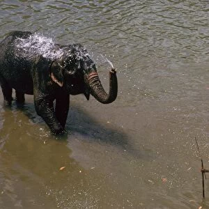 Elephant cooling off in a river in Sri Lanka. Artist: CM Dixon