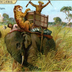 The Elephant on a tiger hunt, c1900