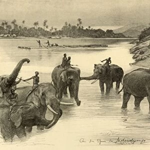 Elephants on the banks of the Mahaweli River, Ceylon, 1898. Creator: Christian Wilhelm Allers