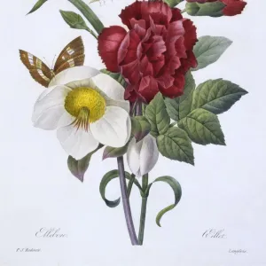 Ellebore et Oeillet, 1829