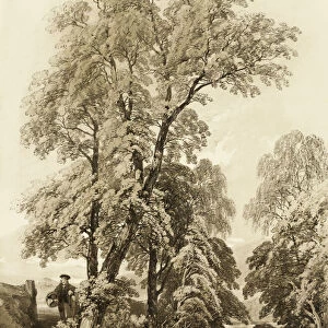 Elm and Birch, from The Park and the Forest, 1841. Creator: James Duffield Harding