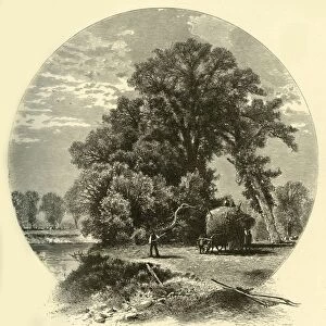 Elms on the Genesee Flats, 1874. Creator: John J. Harley