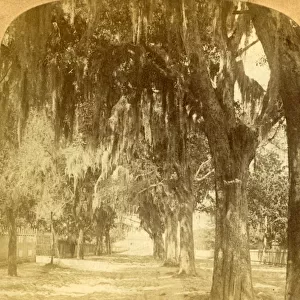 Entrance to St. Augustine, Florida, U. S. A. 1901. Creator: J F Jarvis