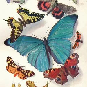 Example of Colour Block Illustration for Scientific Work, c1903